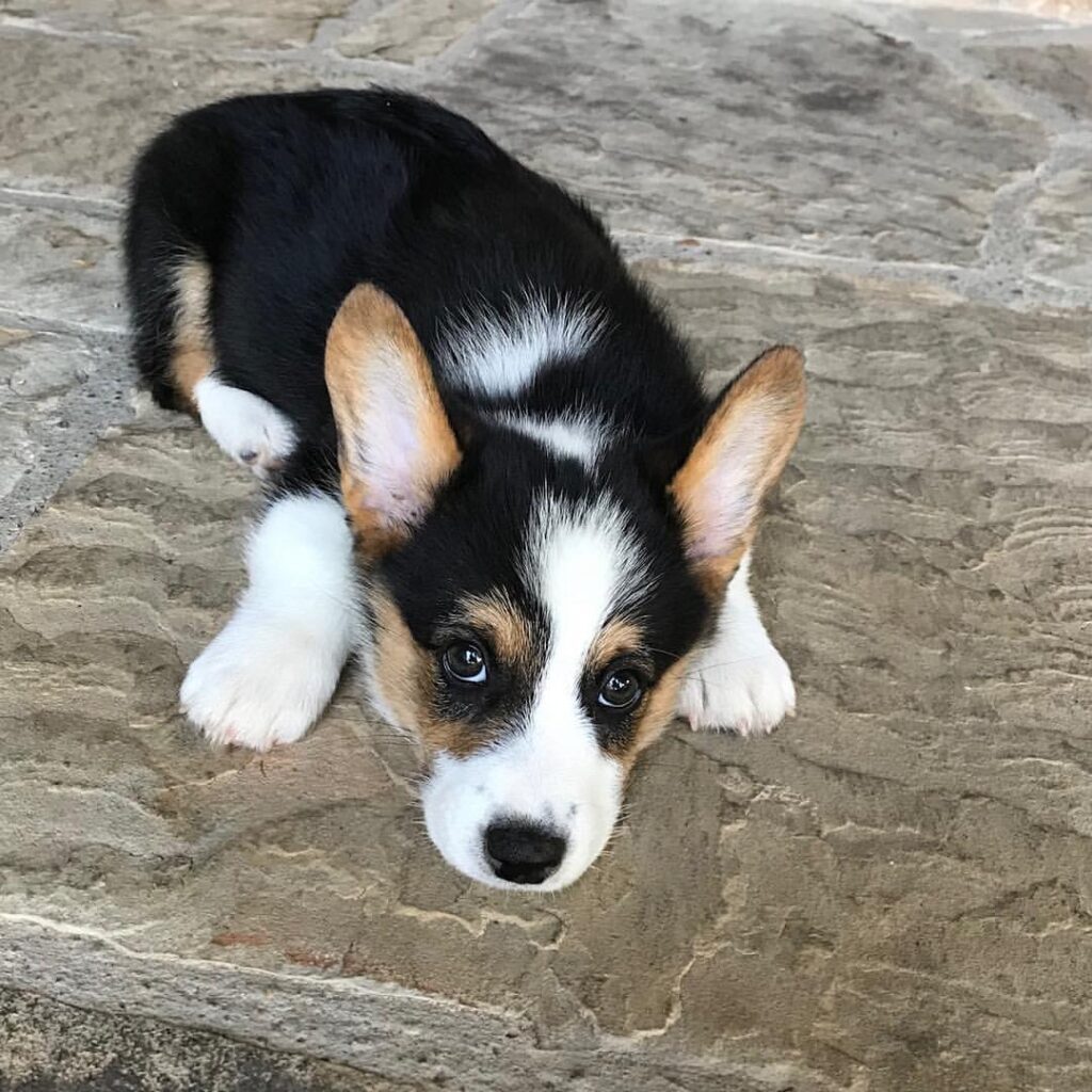 Benji